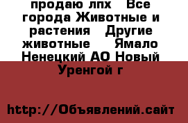 продаю лпх - Все города Животные и растения » Другие животные   . Ямало-Ненецкий АО,Новый Уренгой г.